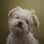 albert.theshihtzu