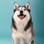 pomsky.akyra