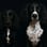 cheekyspaniels_