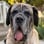 demi.the.mastiff