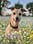 cookie-thegreyhound