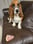 lucky-bassethound