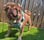 pugsbullyboerboel