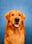 rocketgoldenretriever