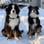 barkinbruggerpack