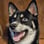 loki_the_d0g_of_mischief