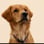 itsmarlothegolden
