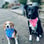 itsabeaglemix-1