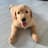 Macky the Golden Retriever