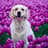 Millie the sweetest Golden retriever girl 🇳🇱