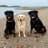 ZZ, Rocky & Riley