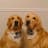 MOOSE & LEGEND | The Goldens
