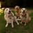 George.milo.bayley”s -golden adventures