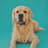 Leo | The Golden Retriever