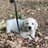 Seppe Of Retrievers Dream