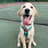 rafi.the.golden
