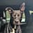 Joep the Rescuedog