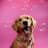 Millie • The golden retriever
