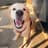 Vriend - Golden Retriever 🐾