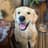 Sheldon The Retriever