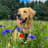 Sully the Golden Retriever