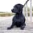 Loki the Black Lab 🖤