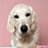 Skye ☁️ | Golden Retriever