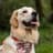 Kobe | The Golden Retriever