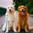 Shibu & Gaara | Golden Retrievers