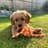 𝑩𝒂𝒓𝒏𝒆𝒚 𝒕𝒉𝒆 𝒈𝒐𝒍𝒅𝒆𝒏 𝒅𝒐𝒐𝒅𝒍𝒆 🐾