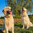 Golden retriever sisters Quila & Yuna 💛