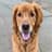 Coco | Toronto Golden Retriever