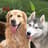 KHUNO + TEYO 🐾 Husky + Golden Retriever | BC 🇨🇦