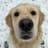 Ace the golden retriever