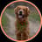 Golden Retriever Adventures | UGC | Dog Photography