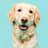 Winnie | Field Golden Retriever