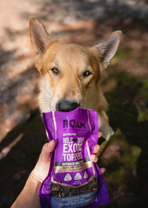 A tan Tamaskan dog sniffs a purple ROAM Pet Treats wild boar topper pack held out in a sunlit forest.