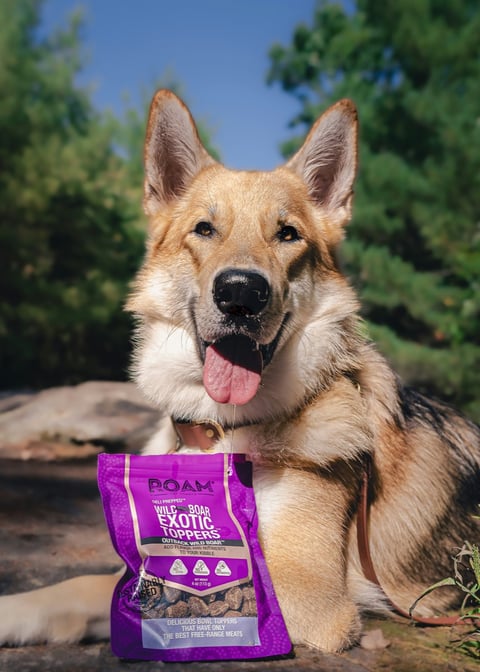 A Tamaskan dog sits outdoors under a blue sky, tongue out, beside a ROAM Pet Treats wild boar pack.