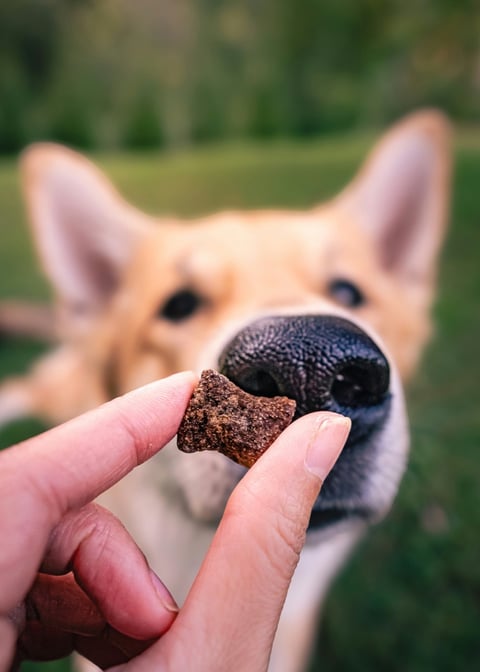 A hand offers a bone-shaped ROAM dog treat to a Tamaskan on green grass, shallow depth of field.
