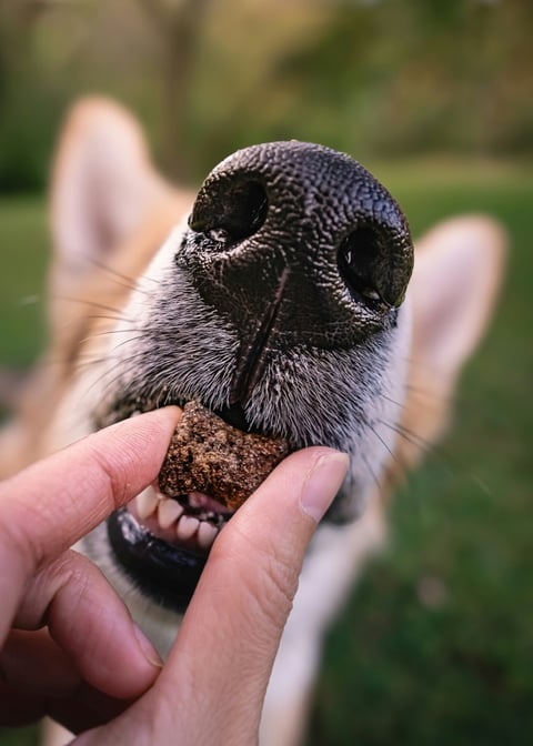 Extreme close-up of a Tamaskan dog's nose and mouth taking a ROAM Pet Treats bone treat.