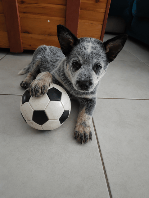 A blue heeler puppy lies on light tile flooring with one paw resting on a small soccer ball.