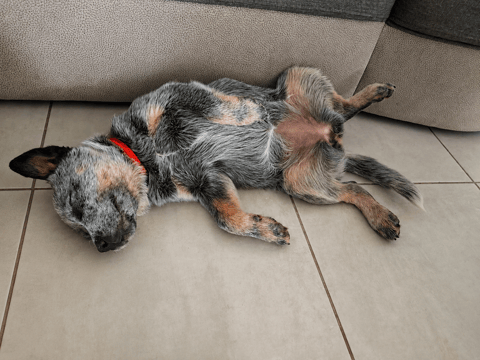 An Australian Cattle Dog puppy with a blue speckled coat sleeping on its back on a tiled floor.
