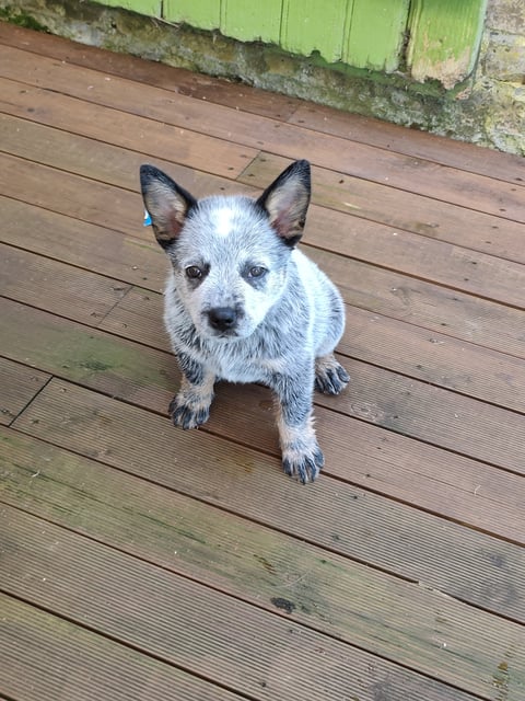 An Australian Cattle Dog puppy with mottled blue and white fur sitting on a wooden deck.