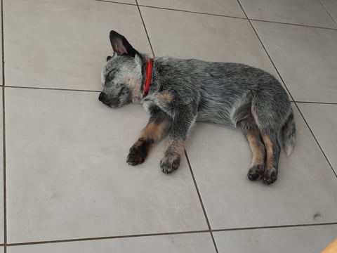 A blue heeler puppy sleeping soundly on light gray ceramic floor tiles wearing a red collar.
