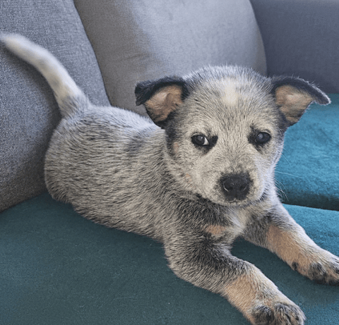 An adorable Australian Cattle Dog puppy lying down comfortably on a green fabric couch.
