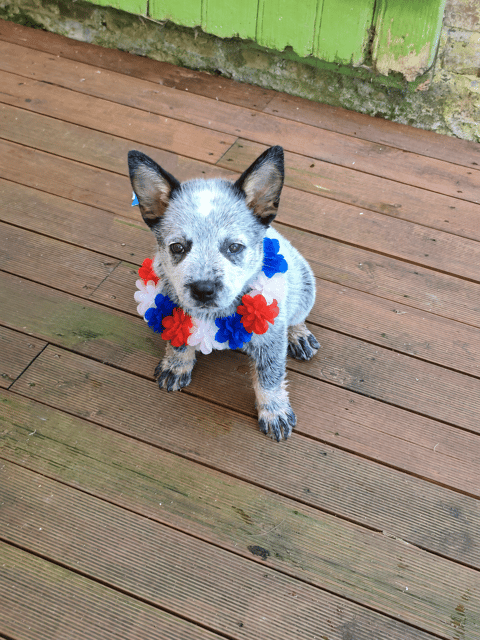 A young Australian Cattle Dog puppy sitting on a wooden deck wearing a red, white, and blue flower lei.