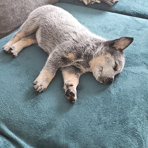 A small Australian Cattle Dog puppy with mottled blue coat sleeping soundly on a teal blanket