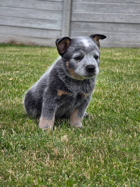 A young blue heeler puppy sitting on green grass in front of a wooden fence