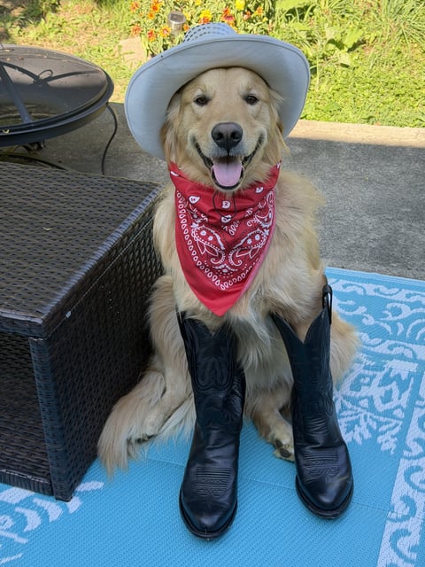 A smiling golden retriever sitting outdoors wearing a white cowboy hat, a red bandana, and black boots.