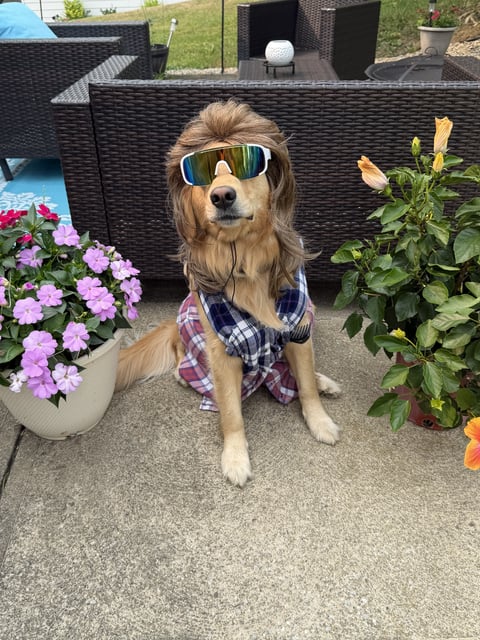 A golden retriever sitting on a patio dressed in a brown mullet wig, colorful sunglasses, and a plaid shirt.